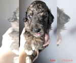 Small Photo #5 Goldendoodle Puppy For Sale in FORT WAYNE, IN, USA