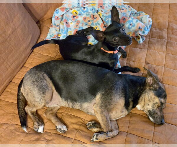 Medium Photo #3 Chihuahua-Unknown Mix Puppy For Sale in Corona, CA, USA