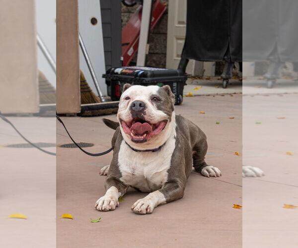Medium Photo #10 American Staffordshire Terrier-Unknown Mix Puppy For Sale in Lake Forest, CA, USA