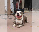 Small #9 American Staffordshire Terrier Mix