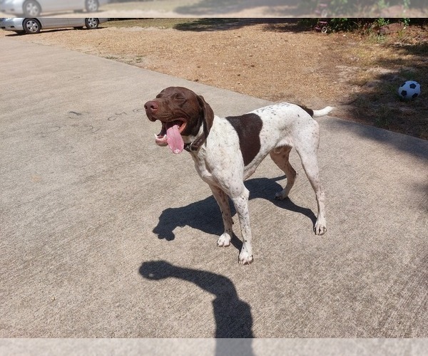 Medium Photo #1 German Shorthaired Pointer Puppy For Sale in QUITMAN, TX, USA