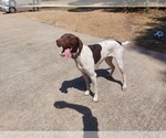 Small Photo #1 German Shorthaired Pointer Puppy For Sale in QUITMAN, TX, USA