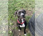 Small Photo #8 American Pit Bull Terrier-Labrador Retriever Mix Puppy For Sale in Brewster, NY, USA