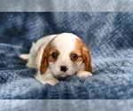 Small Cavalier King Charles Spaniel