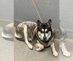 Small Siberian Husky Mix