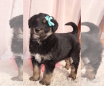 Puppy 1 Bernese Mountain Dog-Siberian Husky Mix