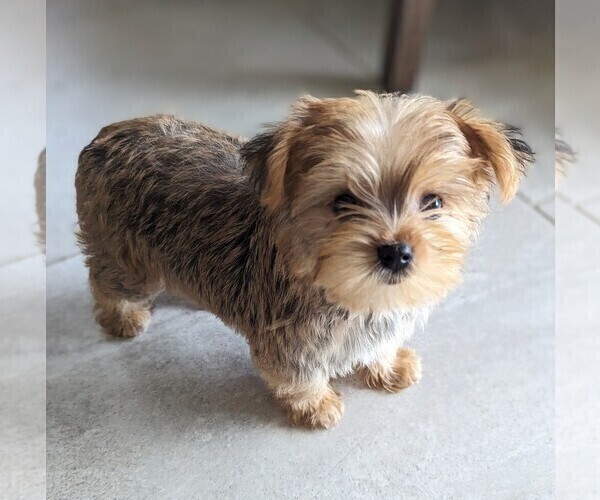 Medium Photo #1 Yorkshire Terrier Puppy For Sale in ESTERO, FL, USA