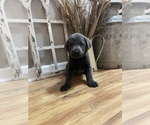 Small Photo #11 Labrador Retriever Puppy For Sale in FELTON, PA, USA