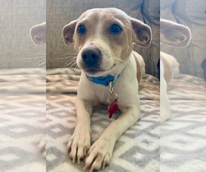 Chihuahua-Unknown Mix Dogs for adoption in Grafton, WI, USA