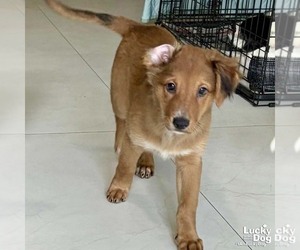 Colonial Cocker Spaniel-Unknown Mix Dogs for adoption in Washington, DC, USA