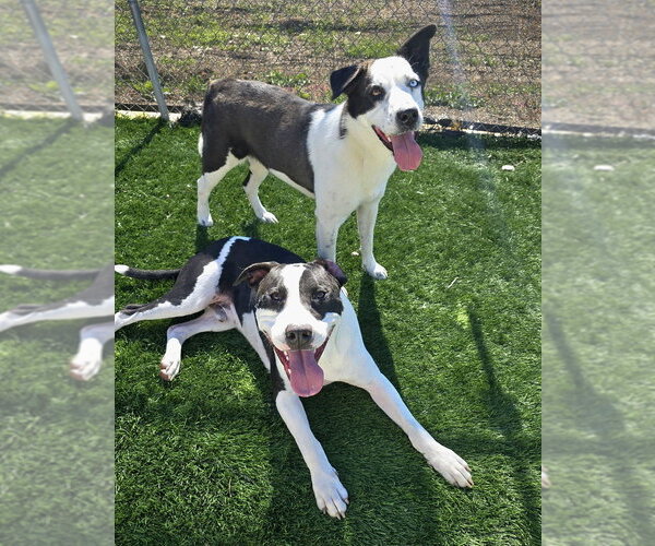 Medium Photo #2 American Bulldog-Unknown Mix Puppy For Sale in Lakewood, CO, USA