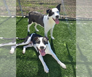 Soda Pop - Male American Bulldog-Unknown Mix Dog for Adoption - Photo #2