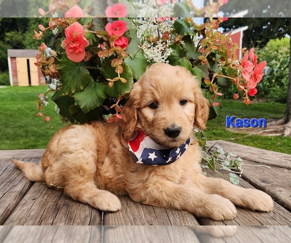 Medium Photo #4 Goldendoodle Puppy For Sale in FENWICK, MI, USA