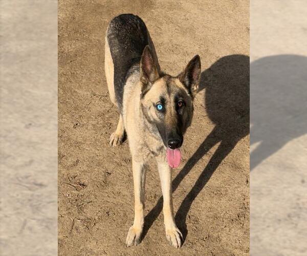 Medium Photo #2 German Shepherd Dog Puppy For Sale in Riverside, CA, USA