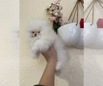 Small #11 Miniature Spitz