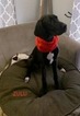 Small Photo #1 Great Dane Puppy For Sale in BRIGHTON, MI, USA
