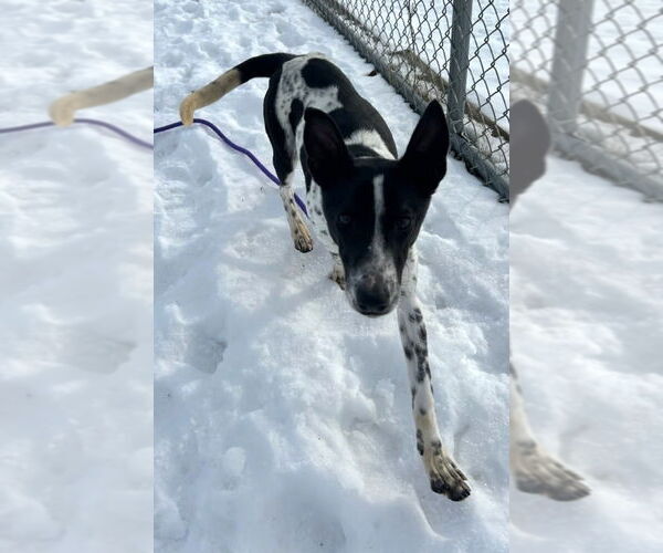 Medium Photo #5 Mutt Puppy For Sale in Westmont, IL, USA