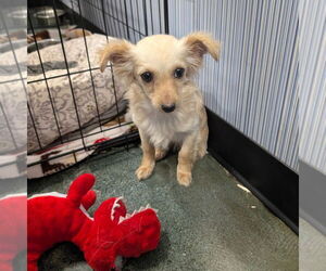 Chihuahua-Unknown Mix Dogs for adoption in Chico, CA, USA