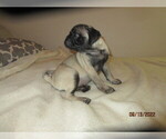 Small Photo #8 Pug Puppy For Sale in HUGUENOT, NY, USA
