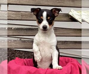 Chihuahua Puppy for sale in NEW HOLLAND, PA, USA