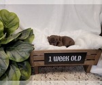 Small Photo #3 Labrador Retriever Puppy For Sale in KATHLEEN, GA, USA
