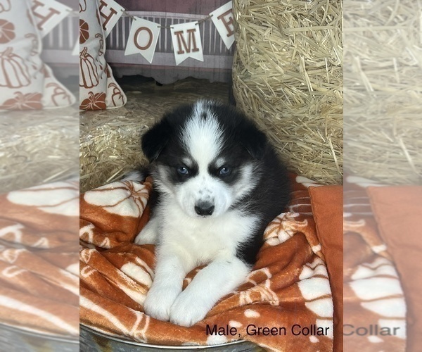 Medium Photo #1 Samoyed-Siberian Husky Mix Puppy For Sale in SAN ANTONIO, TX, USA