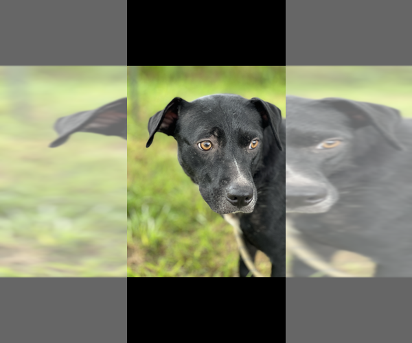 Medium Photo #3 Mutt Puppy For Sale in Abbeville, LA, USA
