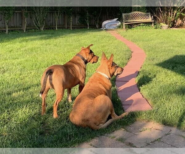 Medium Photo #3 American Pit Bull Terrier-Unknown Mix Puppy For Sale in Germantown, OH, USA