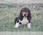 Puppy 7 Basset Hound