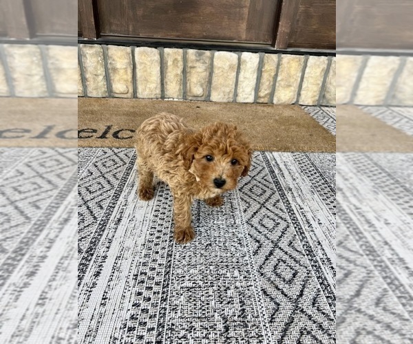 Medium Photo #4 Poodle (Toy) Puppy For Sale in WEST PLAINS, MO, USA