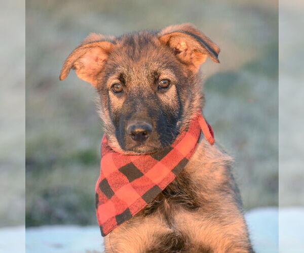 Medium Photo #11 German Shepherd Dog Puppy For Sale in Gretna, NE, USA