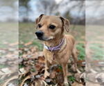 Small Beagle-Chihuahua Mix