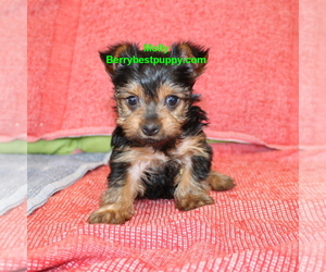 Yorkshire Terrier Puppy for sale in JUNIPER HILLS, CA, USA