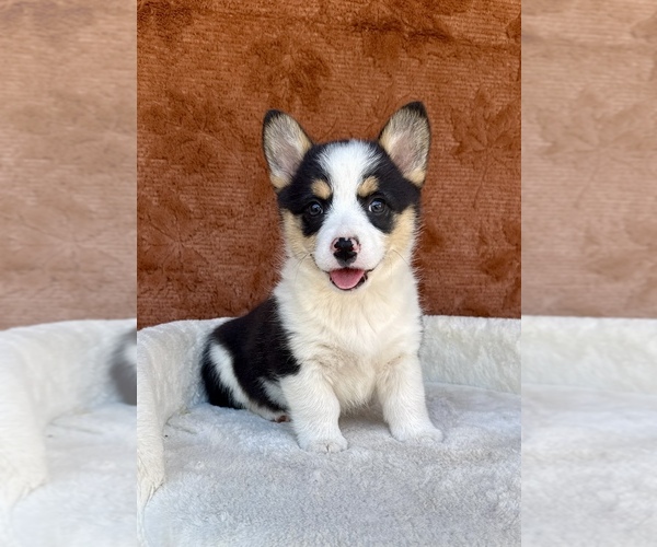 Medium Photo #4 Pembroke Welsh Corgi Puppy For Sale in OCALA, FL, USA