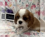 Small #1 Cavalier King Charles Spaniel