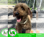 Small Poodle (Miniature)