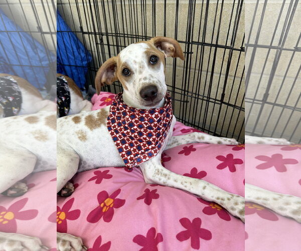 Medium Photo #2 Mutt Puppy For Sale in Ball Ground, GA, USA