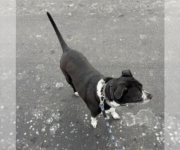 Medium Photo #2 Mutt Puppy For Sale in Candler, NC, USA