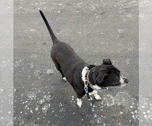 Cora - Female Mutt Dog for Adoption - Photo #2