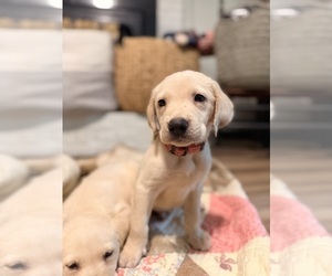 Labrador Retriever Puppy for sale in SUMMERVILLE, SC, USA