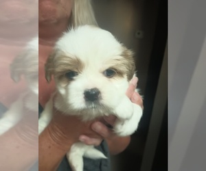 Shih Tzu Puppy for sale in LUDOWICI, GA, USA