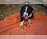 Small Photo #6 Australian Shepherd Puppy For Sale in BACHE, OK, USA