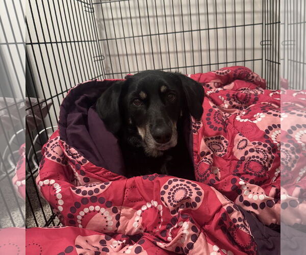 Medium Photo #10 Labrador Retriever-Unknown Mix Puppy For Sale in Fargo, ND, USA