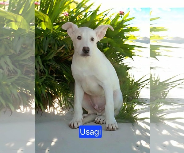 Medium Photo #2 Mutt Puppy For Sale in Minneapolis, MN, USA