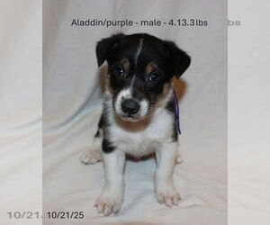 Border Collie-Siberian Husky Mix Dogs for adoption in Aurora, IN, USA
