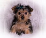 Small #2 Yorkshire Terrier