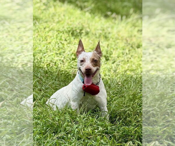 Medium Photo #9 Mutt Puppy For Sale in Mooresville, NC, USA