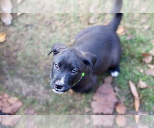 Jasper - Male Mutt Dog for Adoption - Photo #5
