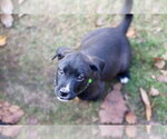 Small Photo #5 Mutt Puppy For Sale in Duluth, MN, USA