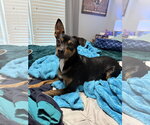 Small #4 Chihuahua Mix